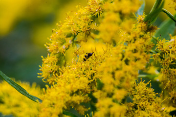 ant on yellow blooming flowers 2