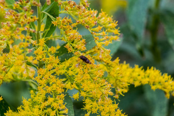 fly on blooming yellow weeds