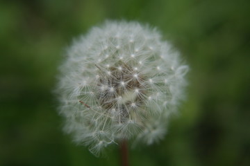 Fototapeta premium Pusteblume