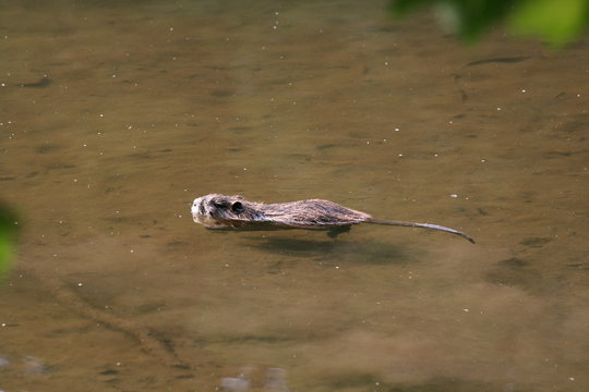 Bisamratten im Fluss