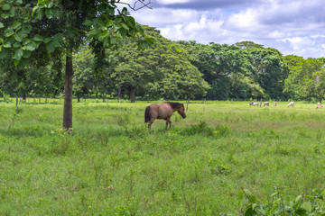 beautiful horse in venezuela