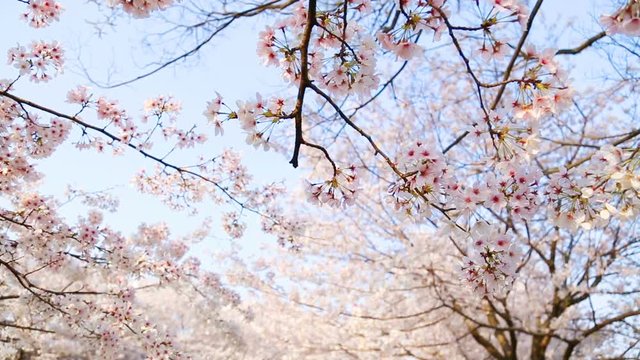 満開の桜固定撮影