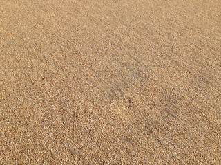 浜砂