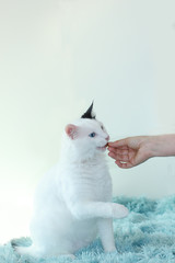 Human hand feeding a white cat indoor
