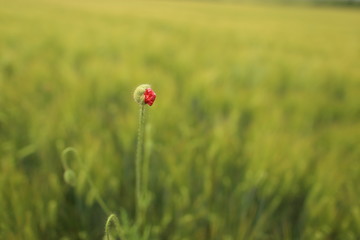 Wunderful poppy field in late may