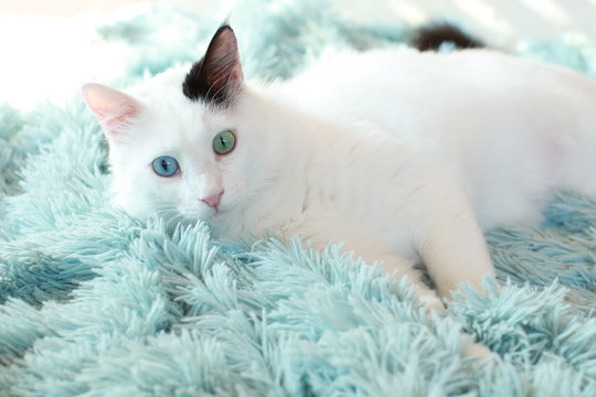 Odd Eyed White Cat Lying Sideways On A Light Blue Blanket