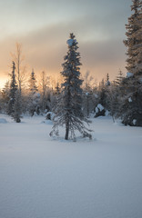 Frosty early morning winter scenery with rising sun over frozen snowfield and snow-covered evergreen forest