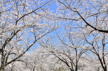 日本の美　桜