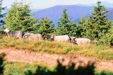 sheep in the pits in the mountains