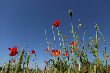 Naklejka premium Wunderful poppy field in late may