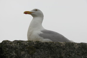 Seagull at St Michael's Mount