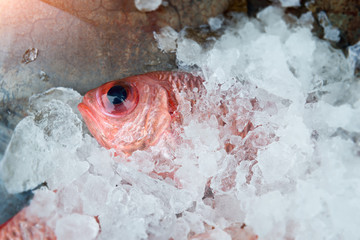 Red fish from fishery market.