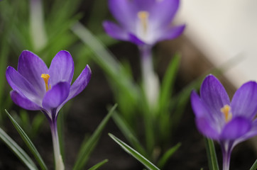 Purple crocus - Fresh spring flowers