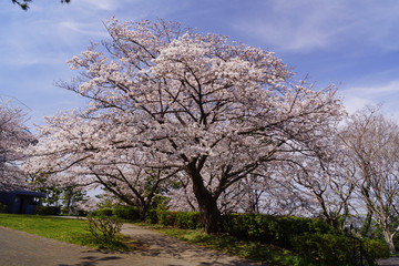 Fototapeta premium 野島公園 桜