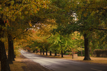 Beautiful Trees in Autumn Lining Street in Macedon, Australia