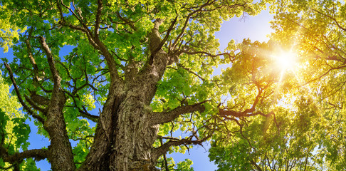 old linden tree foliage in morning light with sunlight