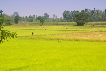 Fototapeta premium landscape of field 