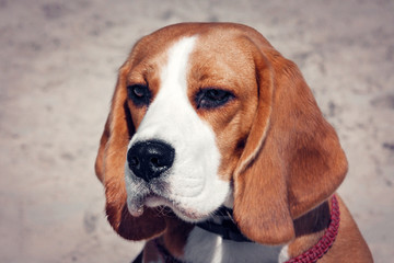Photo portrait of a beagle dog on a blurred background.