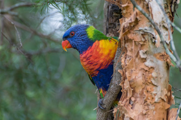 Rainbow Lorikeet parrot perched in a tree - Bright coloured bird