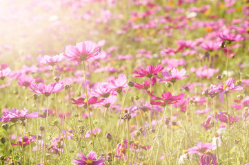 Fototapeta premium Beautiful cosmos flowers in the garden