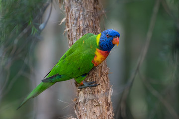 Rainbow Lorikeet parrot perched in a tree - Bright coloured bird
