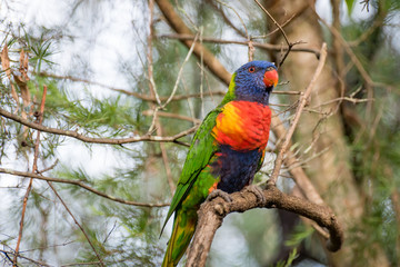 Rainbow Lorikeet parrot perched in a tree - Bright coloured bird