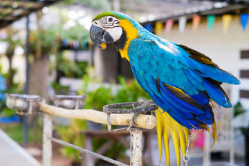 beautiful parrot is eating bird food in the farm. blue macaw selective focus.