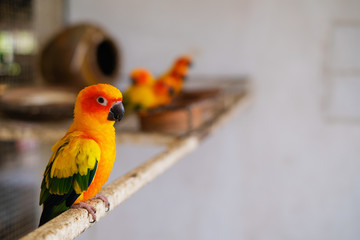 a lovely parrot is standing in the cage.beautiful bird. yellow parrot selective focus.