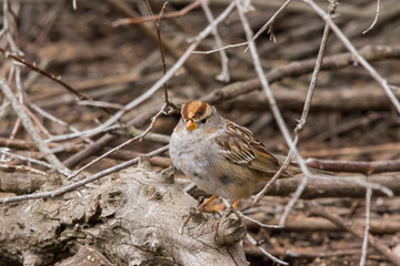 White-crowned Sparrow 4 (Juvenile)