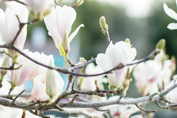 branch of flowering white Magnolia