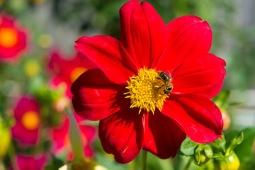 A bee collects nectar on a red dahlia flower
