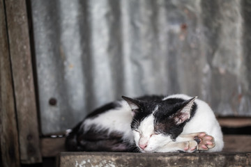 Close up of sleeping cat