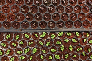 Growing organic vegetable farms for background