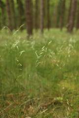 Close up of the leaves of grass in the forestn