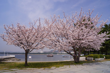 横浜・八景島シーパラダイス 桜