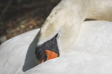 Cygne qui dort au soleil, le bec sous son aile