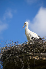 Stork sitting in its nest in the park in summer? with blue sky in the background.