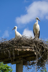 A pair of storks sitting in the nest placed in the park in summer, with blue cloudy sky in the background.