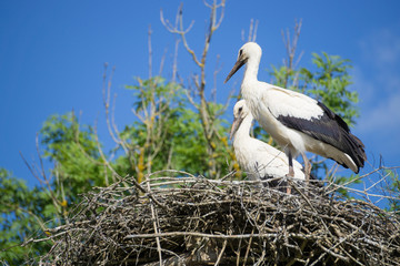Fototapeta premium A pair of storks sitting in the nest placed in the park in summer, with blue cloudy sky in the background.