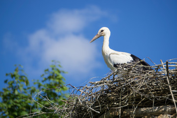 A pair of storks sitting in the nest placed in the park in summer, with blue cloudy sky in the background.