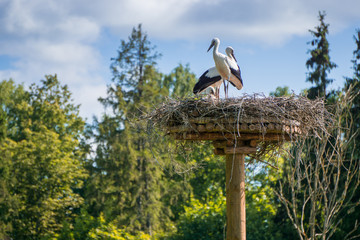 A pair of storks sitting in the nest placed in the park in summer, with blue cloudy sky in the background.