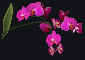 orchid branch with isolated on black lush purple blossom