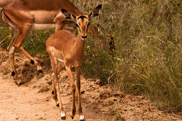 Impala calf moving with the herd