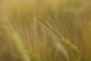 Wheat. Harvest time.