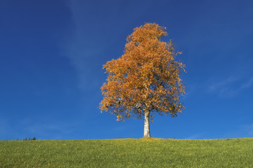 Naklejka na ściany i meble Autumnal Tree and Immaculate Blue Sky