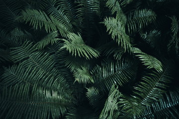 Fototapeta na wymiar Natural green fern