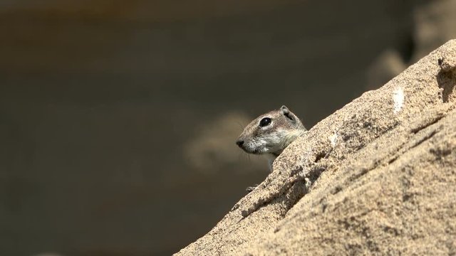 Atlash&ouml;rnchen, Atlantoxerus getulus, H&ouml;rnchen, Felltier, Wildtier, Fuerteventura, Insel, Spanien, 4K