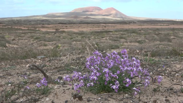 Aster, Bl&uuml;te, Asteriscus schultzii, Fuerteventura, Kanaren, Vulkaninsel, Wildblume, 4K