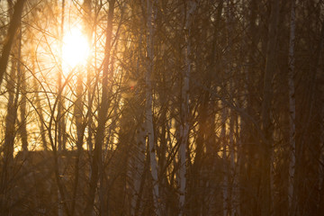 Obraz premium Sunset through the branches of trees in the forest