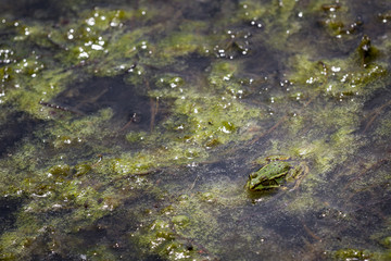 Grenouille rainette verte d'Europe dans son milieu naturel